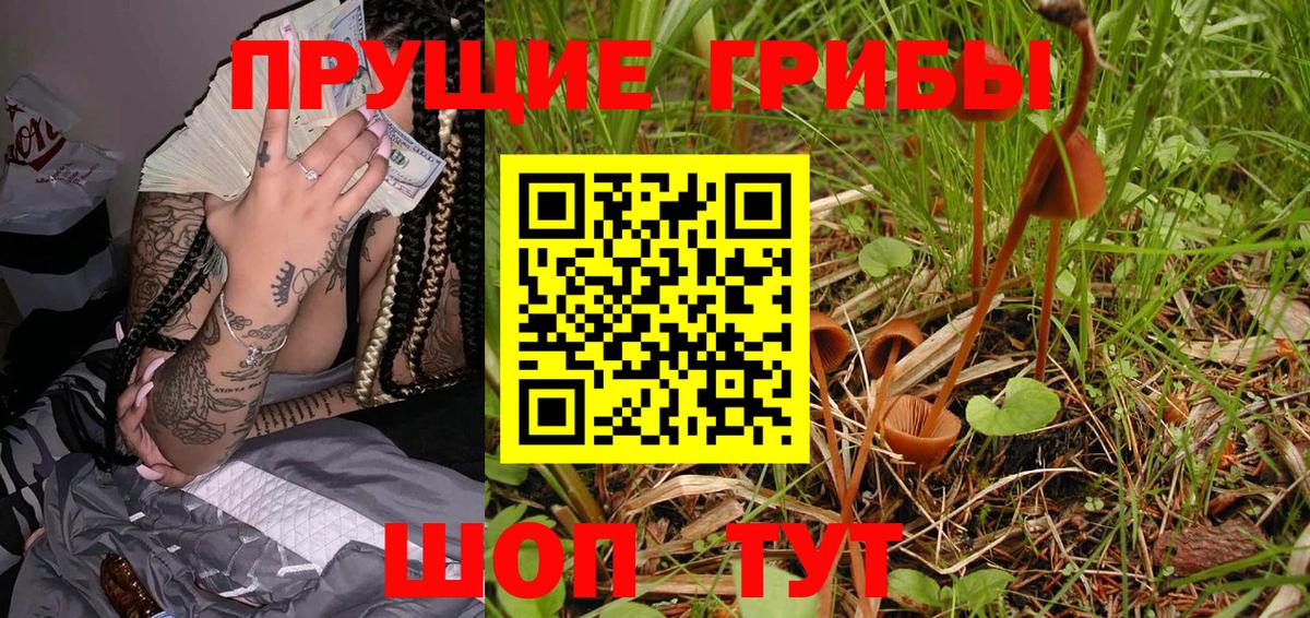 Михайловка  Галлюциногенные грибы Magic Shrooms  Вход с VPN  Галлюциногенные грибы Psilocybe 
